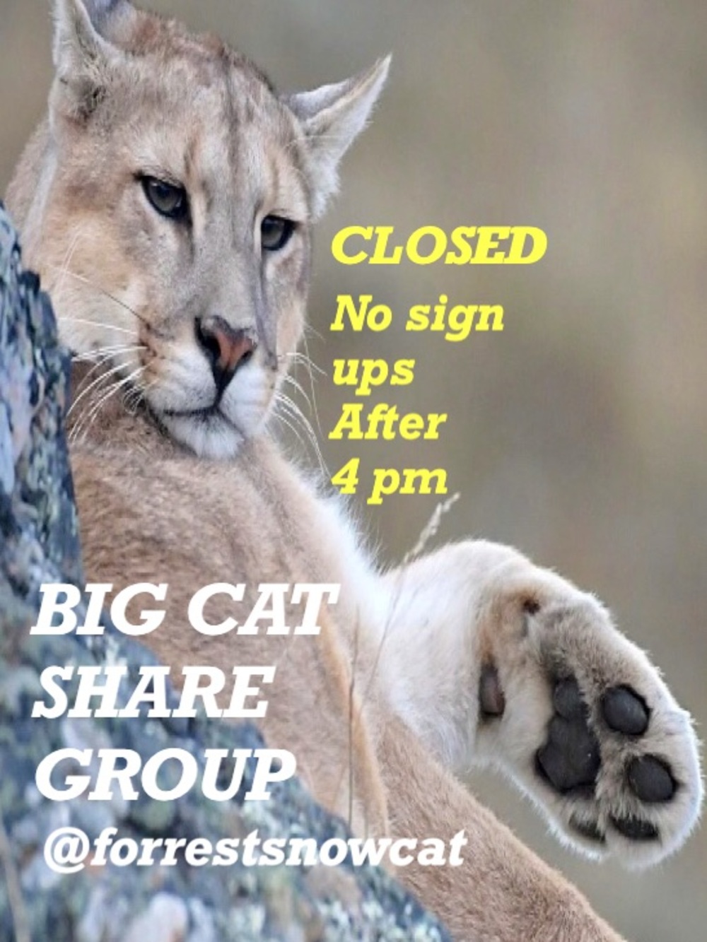 BIG CAT SHARE GROUP   WEDNESDAY 8/26 CLOSED
